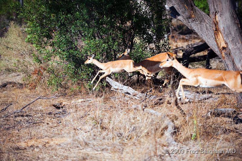 20090615_094058 D3 X1.jpg - Springbok (Gazelle)